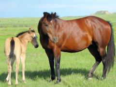 2018 Foal Australia Drift JW
